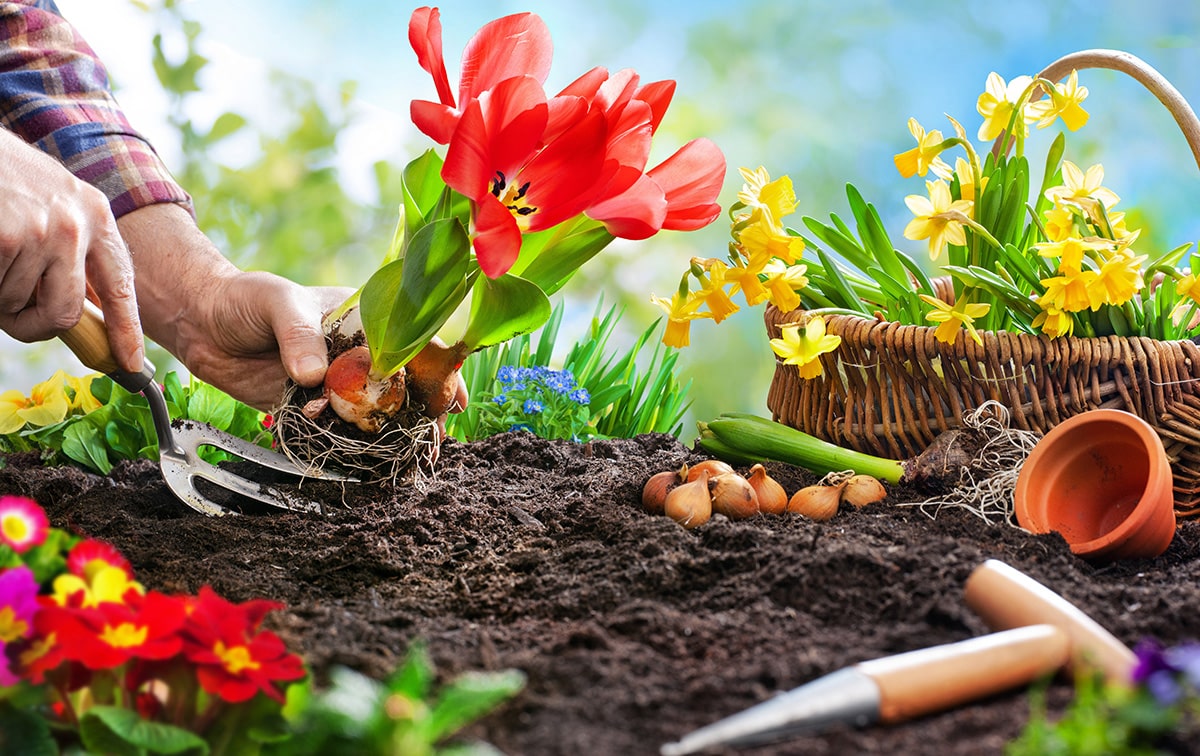 Planting spring flowers in sunny garden